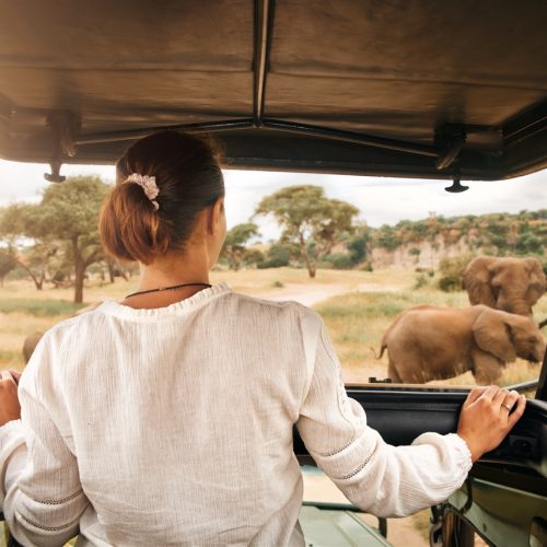 Woman tourist on a safari in Africa, traveling by car with an open roof in Kenya and Tanzania, watching elephants in the savannah. Tarangire National Park.
